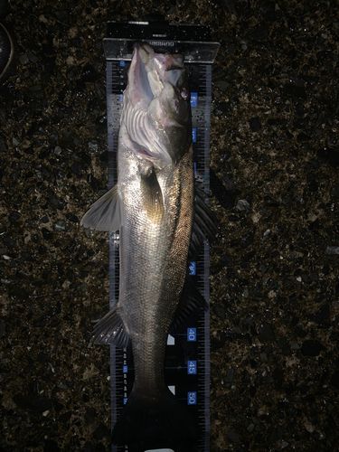 フッコ（マルスズキ）の釣果