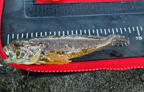 釣果