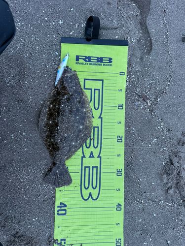 ソゲの釣果