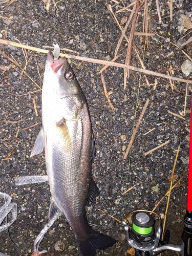 フッコ（マルスズキ）の釣果