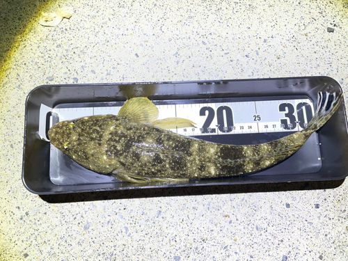 マゴチの釣果