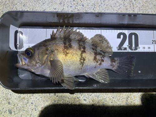 メバルの釣果