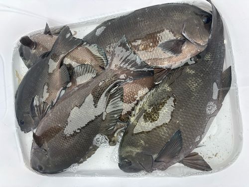 グレの釣果