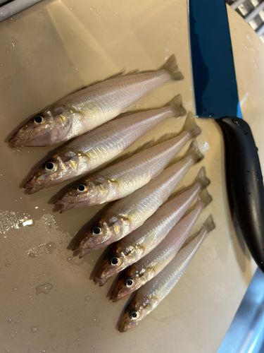 キスの釣果