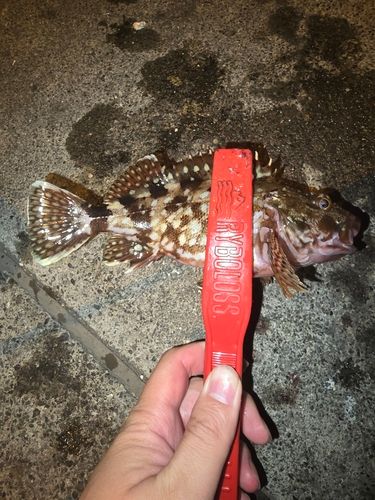 クロソイの釣果