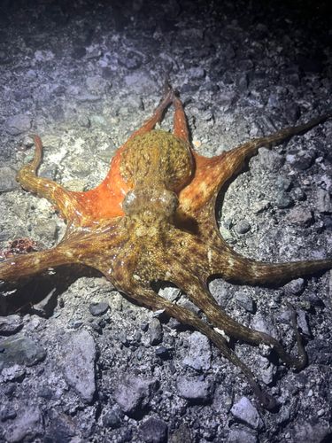 タコの釣果