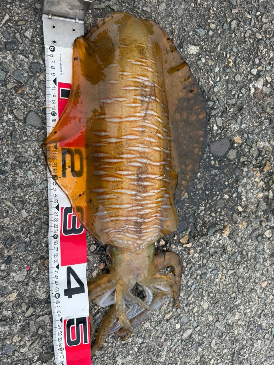 アオリイカの釣果写真