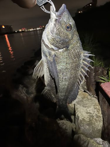 チヌの釣果