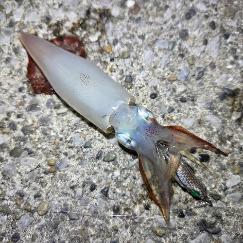 ケンサキイカの釣果