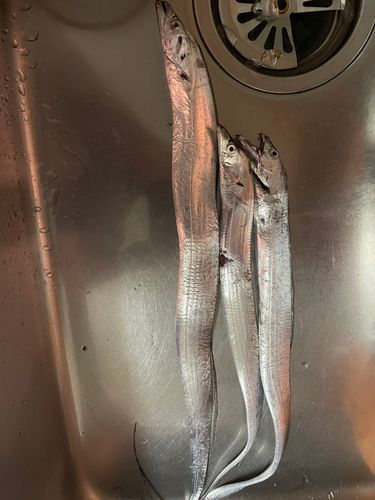 タチウオの釣果