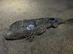 フグの釣果