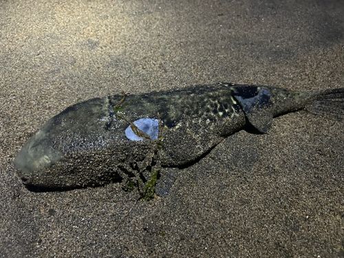 フグの釣果