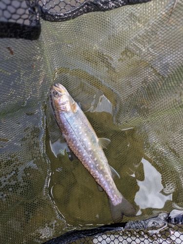 エゾイワナの釣果