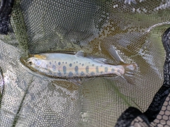 ヤマメの釣果