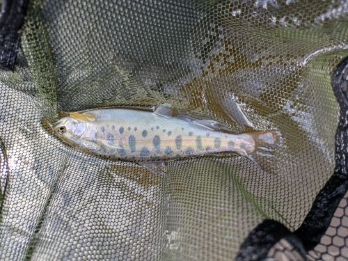 ヤマメの釣果