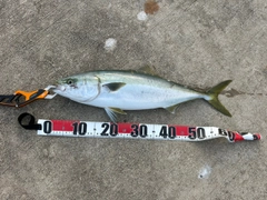 ワラサの釣果