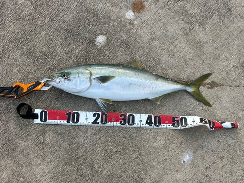 ワラサの釣果