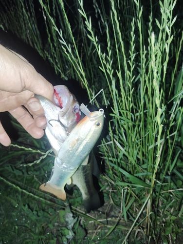 ブラックバスの釣果
