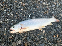 アメマスの釣果