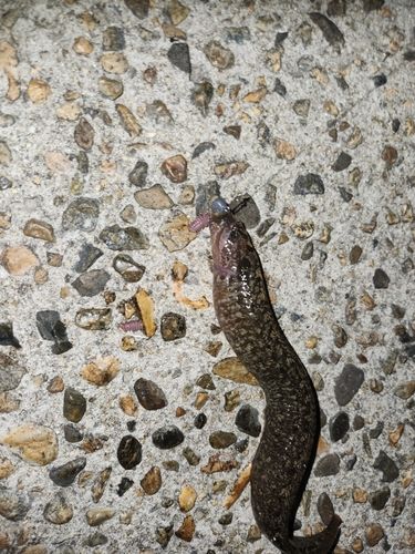 ギンポの釣果
