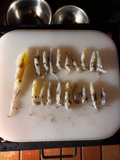 ヒイカの釣果