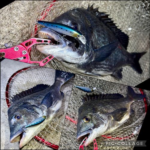 チヌの釣果