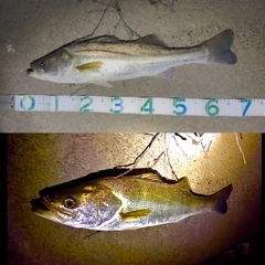 スズキの釣果