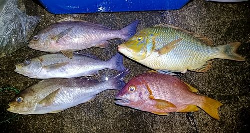 フエダイの釣果