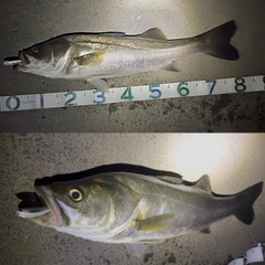 スズキの釣果