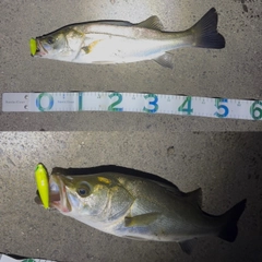 スズキの釣果