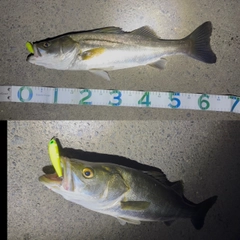 スズキの釣果