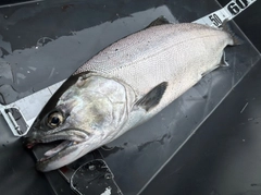 ビワマスの釣果
