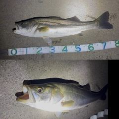 スズキの釣果