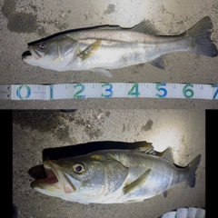 スズキの釣果