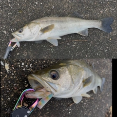 スズキの釣果