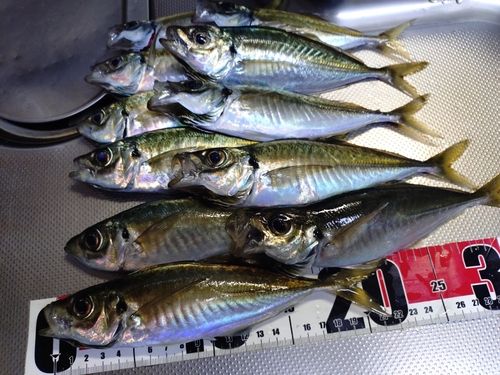 マアジの釣果