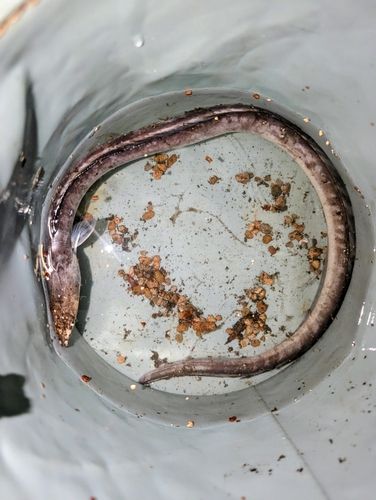ホタテウミヘビの釣果