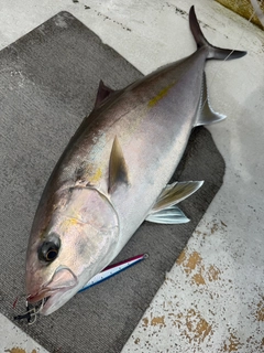 カンパチの釣果