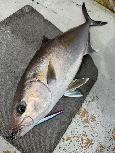 カンパチの釣果