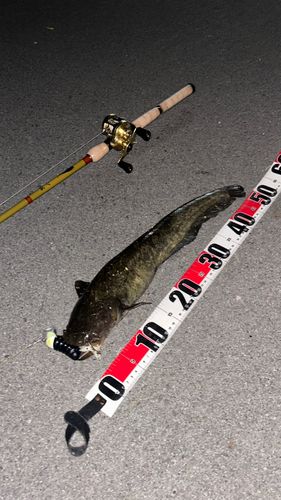 ナマズの釣果