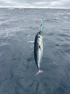 カツオの釣果