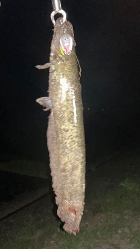 ナマズの釣果