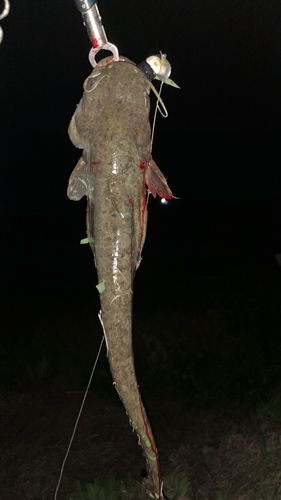 ナマズの釣果