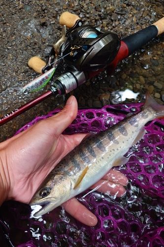 アマゴの釣果