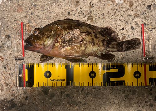 カサゴの釣果