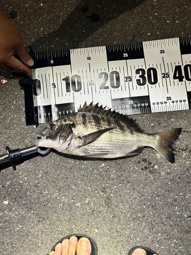 クロダイの釣果