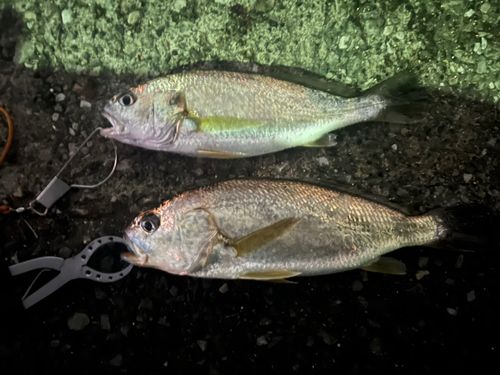 イシモチの釣果