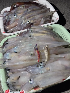 ヤリイカの釣果