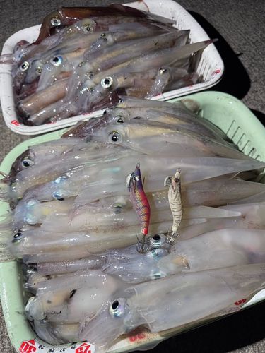 ヤリイカの釣果