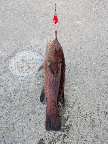 コブダイの釣果